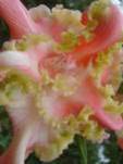   545 -  - 2004, 