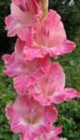   465--2003, , 