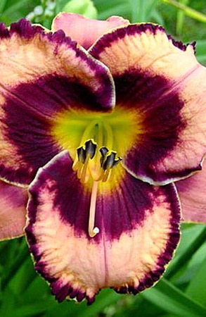 �������� ������ �������