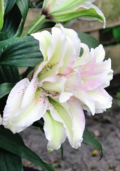  ROSELILY   