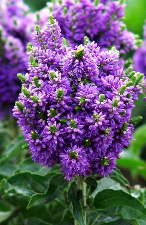 ВЕРОНИКА БЛЮ БОМБ