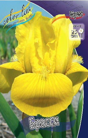  (pumila) 