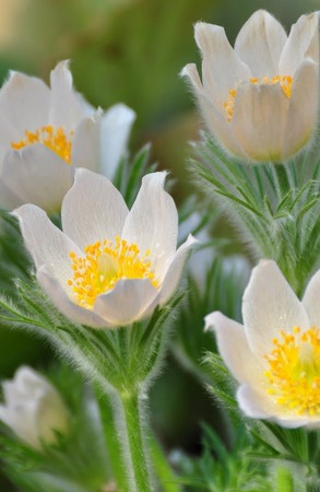 �������� ���� �����