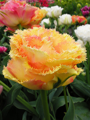 ���� ��� ����