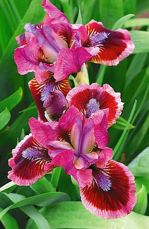  (pumila)  