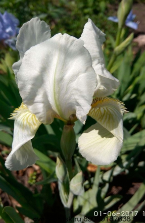  (pumila)  
