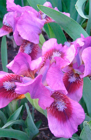  (pumila) 