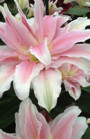  ROSELILY   