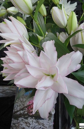  ROSELILY   