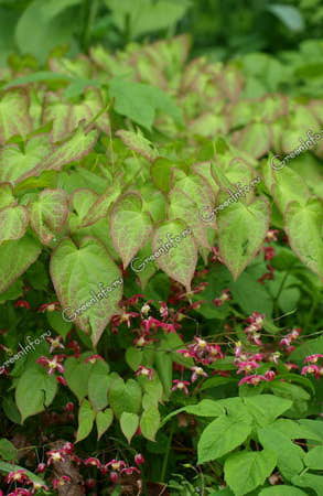 ������� �������