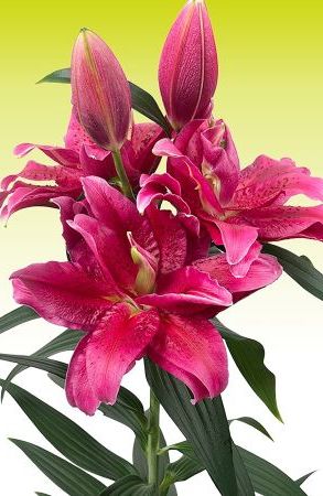  ROSELILY   
