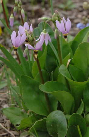  (Dodecatheon) media