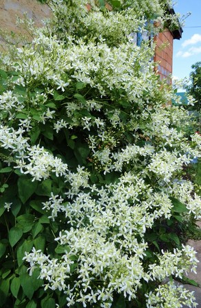   'Mandschurica'