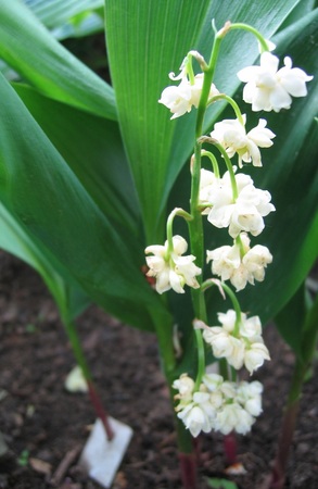 ������ �����������