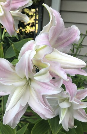  ROSELILY   