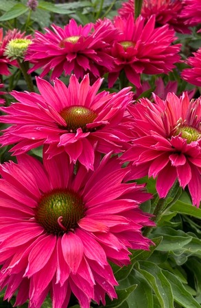  SunSeekers Sweet Fuchsia