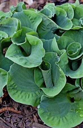 Hosta Church Mouse - ׸ 