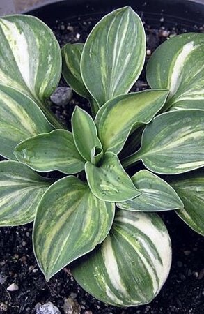 Hosta Royal Mouse Ears -   