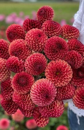   (Dahlia Copper boy)