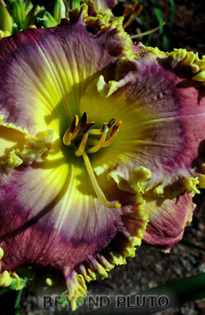 BEYOND PLUTO   