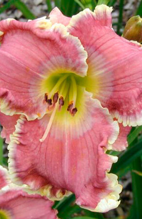 ALL THINGS TO ALL MEN   