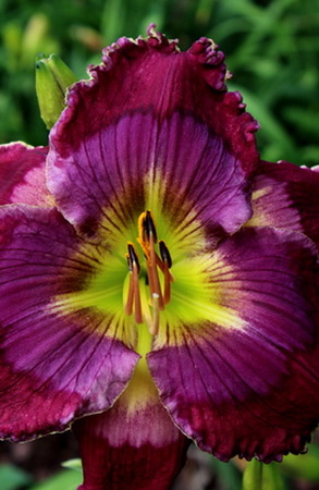  Cosmic Adventure ( )