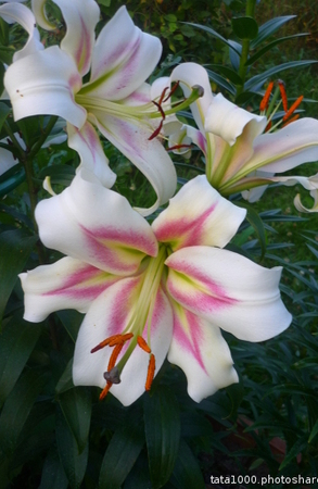 ����� ������� �� � ������