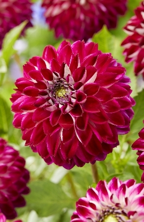   (Dahlia Embassy)