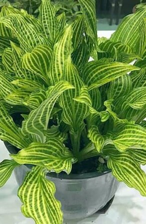    (Siberian Tige)  2026