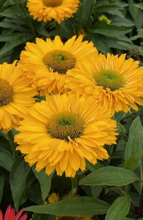  SunSeekers Golden Sun