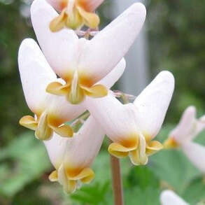 �������� Pink Punk - Marinagarden