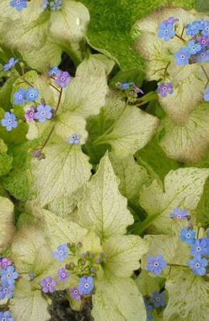 �������� Yellow Spring