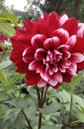 �������� ������ ���� ������������