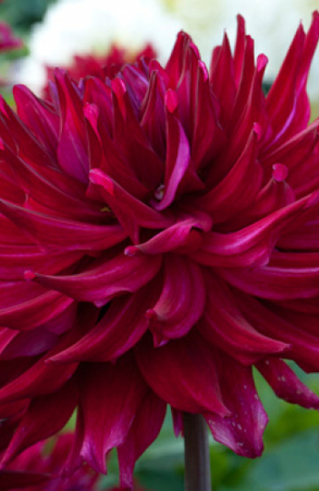 �������� �������������� ����� �����