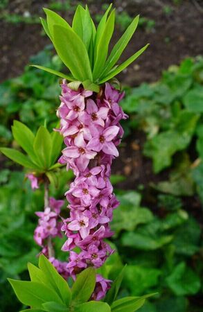 ������������ ������������