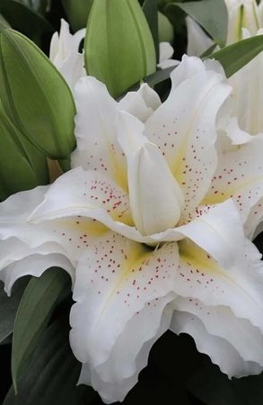 ����� ROSELILY� ���� ��������� ��������