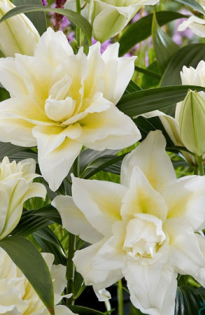 ����� ROSELILY ������