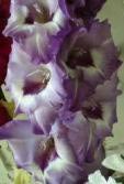   585- 02 - , , 