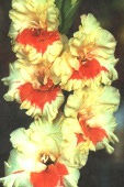   413--89-, 