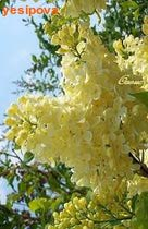    (Syringa vulgaris Primrose)