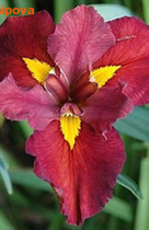  (louisiana) 