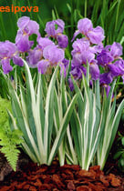  (pallida) 