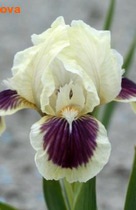  (pumila)   