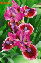  (pumila)  
