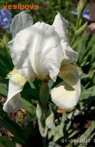  (pumila)  