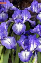  (pumila) 