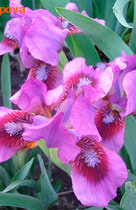  (pumila) 