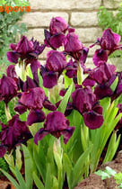  (pumila) 