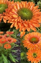    Sun Seekers (Pumpkin Pie)