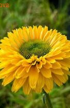  SunSeekers Golden Sun